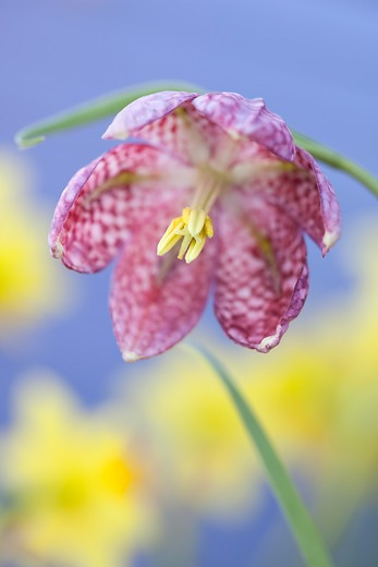 Fritillaria meleagris, Checkered Fritillary, Checkered lily